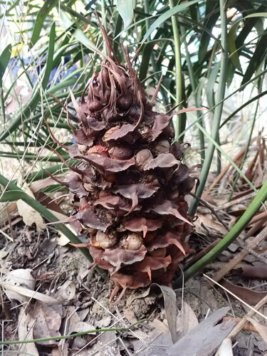 Macrozamia fawcettii (Macrozamia fawcettii)