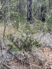 Macrozamia fawcettii (Macrozamia fawcettii)