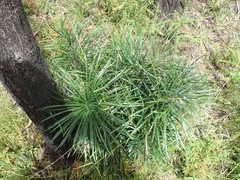 Cycad (Macrozamia flexuosa)