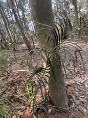 Cycad (Macrozamia flexuosa)