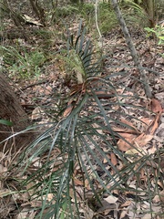 Cycad (Macrozamia flexuosa)