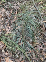 Cycad (Macrozamia flexuosa)