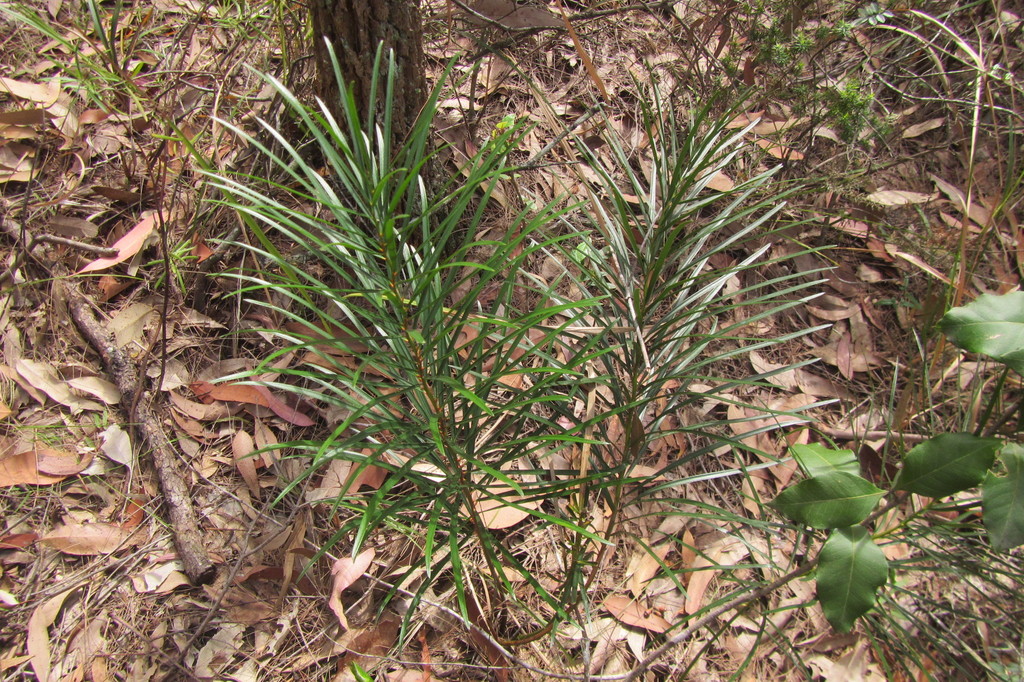 Cycad (Macrozamia flexuosa)