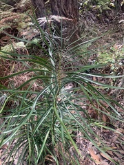 Cycad (Macrozamia flexuosa)