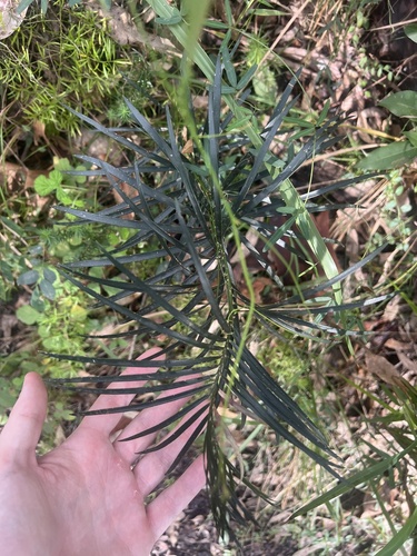 Cycad (Macrozamia flexuosa)
