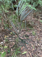 Cycad (Macrozamia flexuosa)