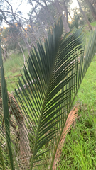 Macrozamia fraseri (Macrozamia fraseri)