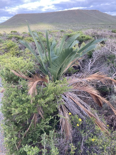Macrozamia fraseri (Macrozamia fraseri)