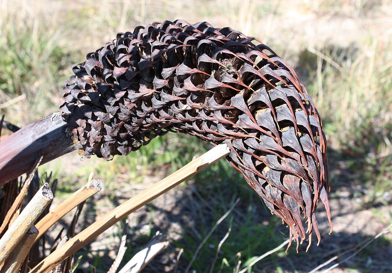 Macrozamia fraseri: Macrozamia fraseri cone. Photo taken at Wireless Hill Park, Perth, Western Australia