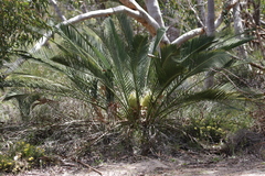 Macrozamia fraseri (Macrozamia fraseri)