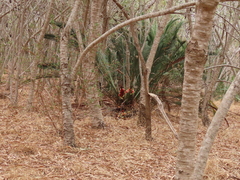 Macrozamia fraseri (Macrozamia fraseri)