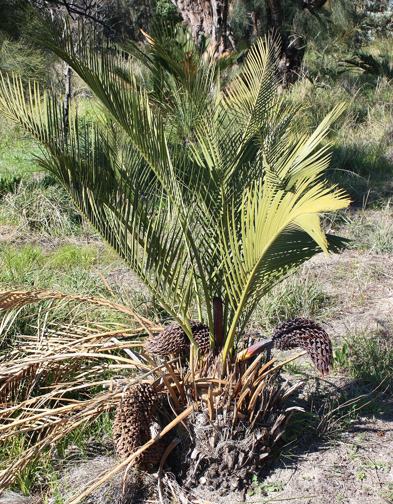 Macrozamia fraseri: Macrozamia fraseri . Photo taken at Wireless Hill Park, Perth, Western Australia