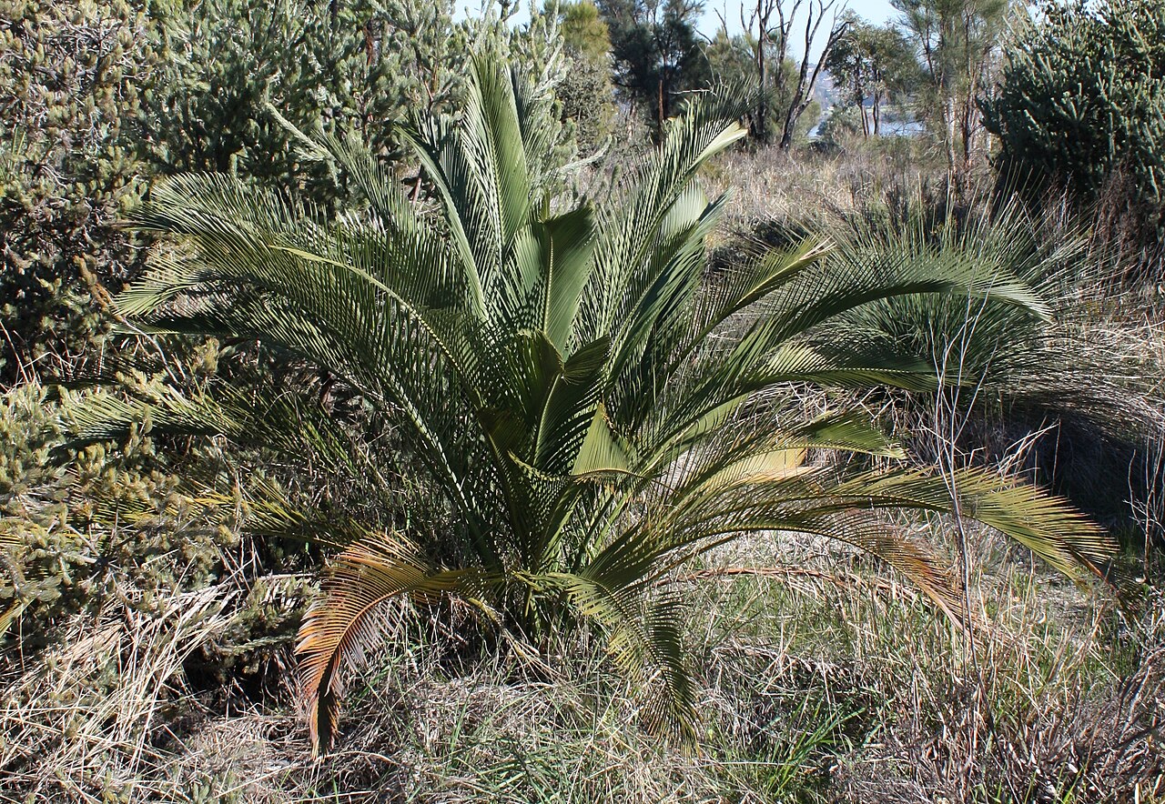 Macrozamia fraseri: Macrozamia fraseri . Photo taken at Wireless Hill Park, Perth, Western Australia