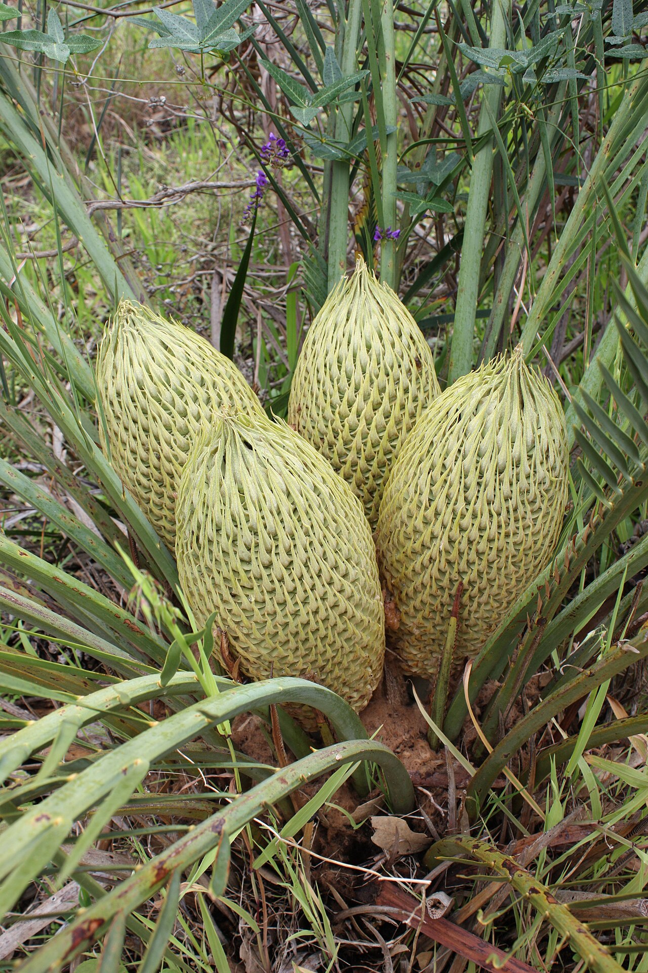 Macrozamia fraseri: Part of a bulk upload of photographs taken by Gnangarra on Hesperian's camera. Description or deletion or refinement to follow later.