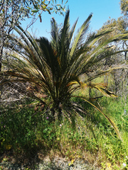 Macrozamia fraseri (Macrozamia fraseri)