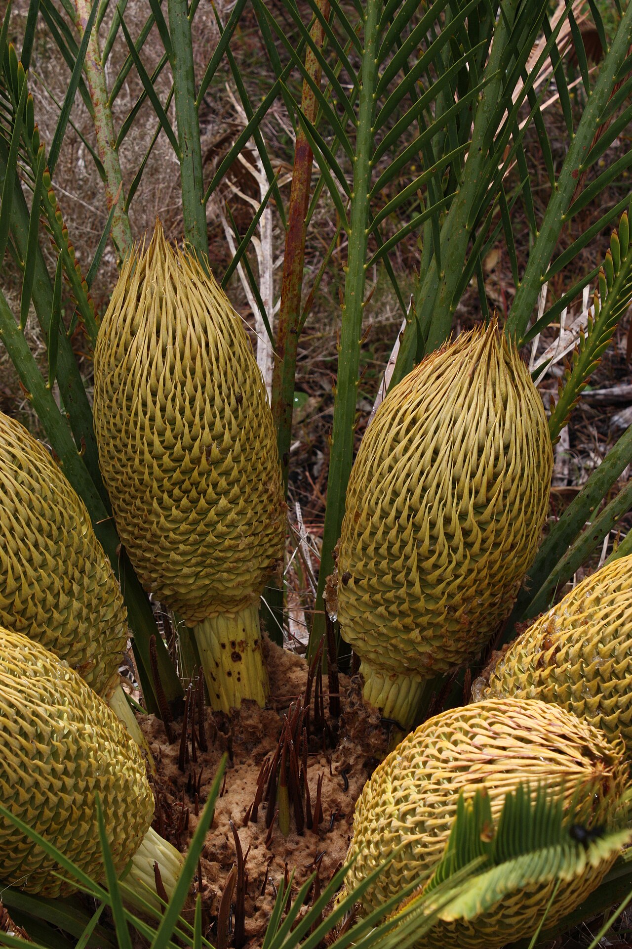 Macrozamia fraseri: Part of a bulk upload of photographs taken by Gnangarra on Hesperian's camera. Description or deletion or refinement to follow later.