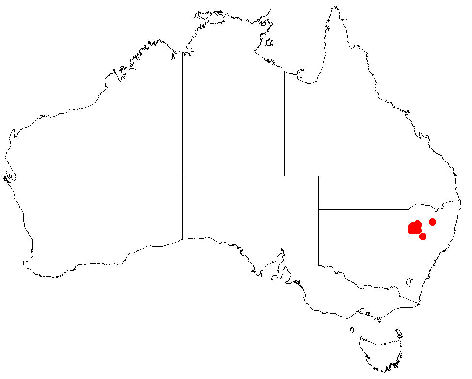 Blue macrozamia: Macrozamia glaucophylla occurrence data downloaded from Australasian Virtual Herbarium using https://doi.org/10.26197/5c23e4f3b2e43