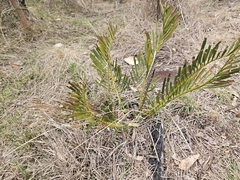 Macrozamia humilis (Macrozamia humilis)