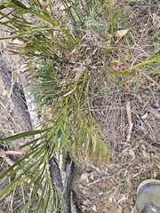 Macrozamia humilis (Macrozamia humilis)