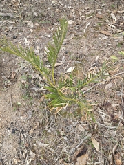 Macrozamia humilis (Macrozamia humilis)