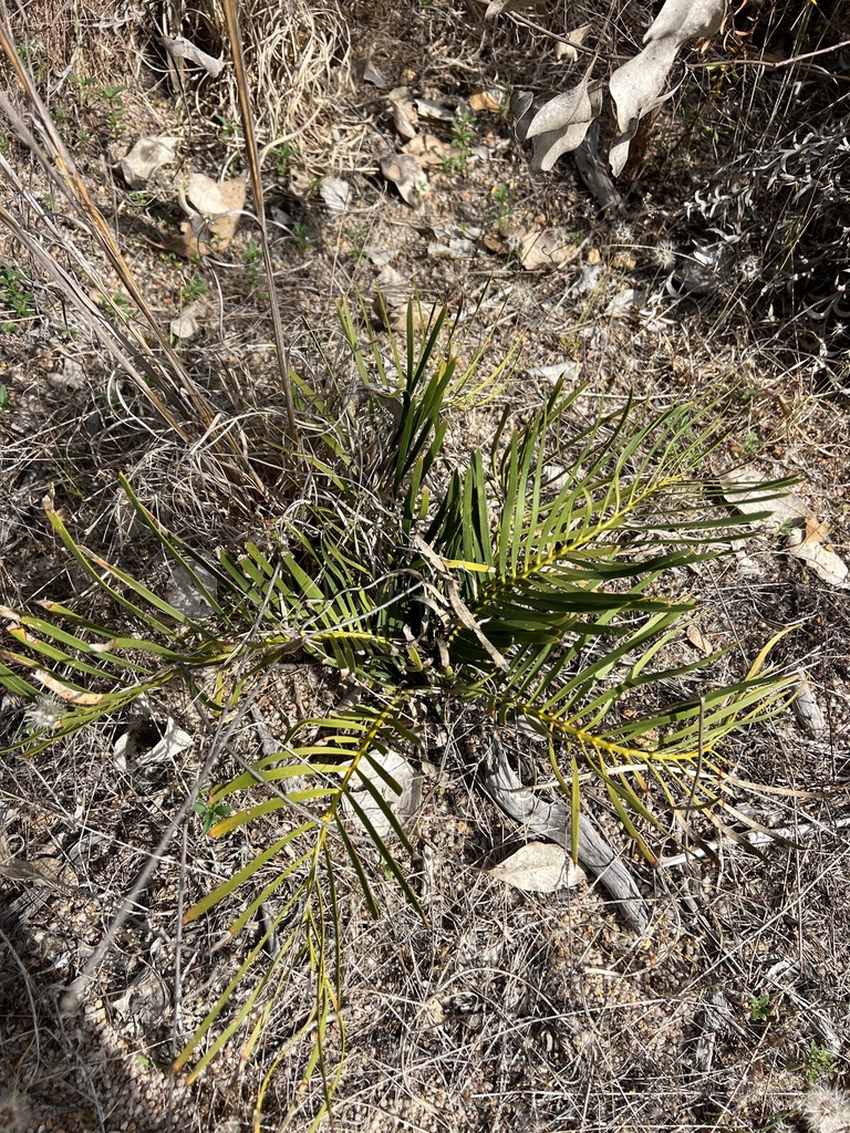 Macrozamia humilis (Macrozamia humilis)