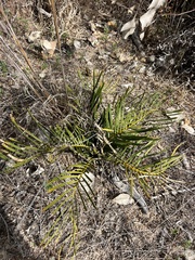 Macrozamia humilis (Macrozamia humilis)