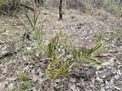 Macrozamia humilis (Macrozamia humilis)