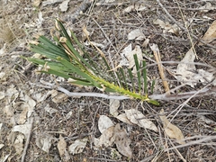 Macrozamia humilis (Macrozamia humilis)