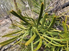 Macrozamia humilis (Macrozamia humilis)