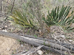 Macrozamia humilis (Macrozamia humilis)