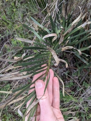 Macrozamia humilis (Macrozamia humilis)