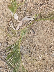 Macrozamia humilis (Macrozamia humilis)