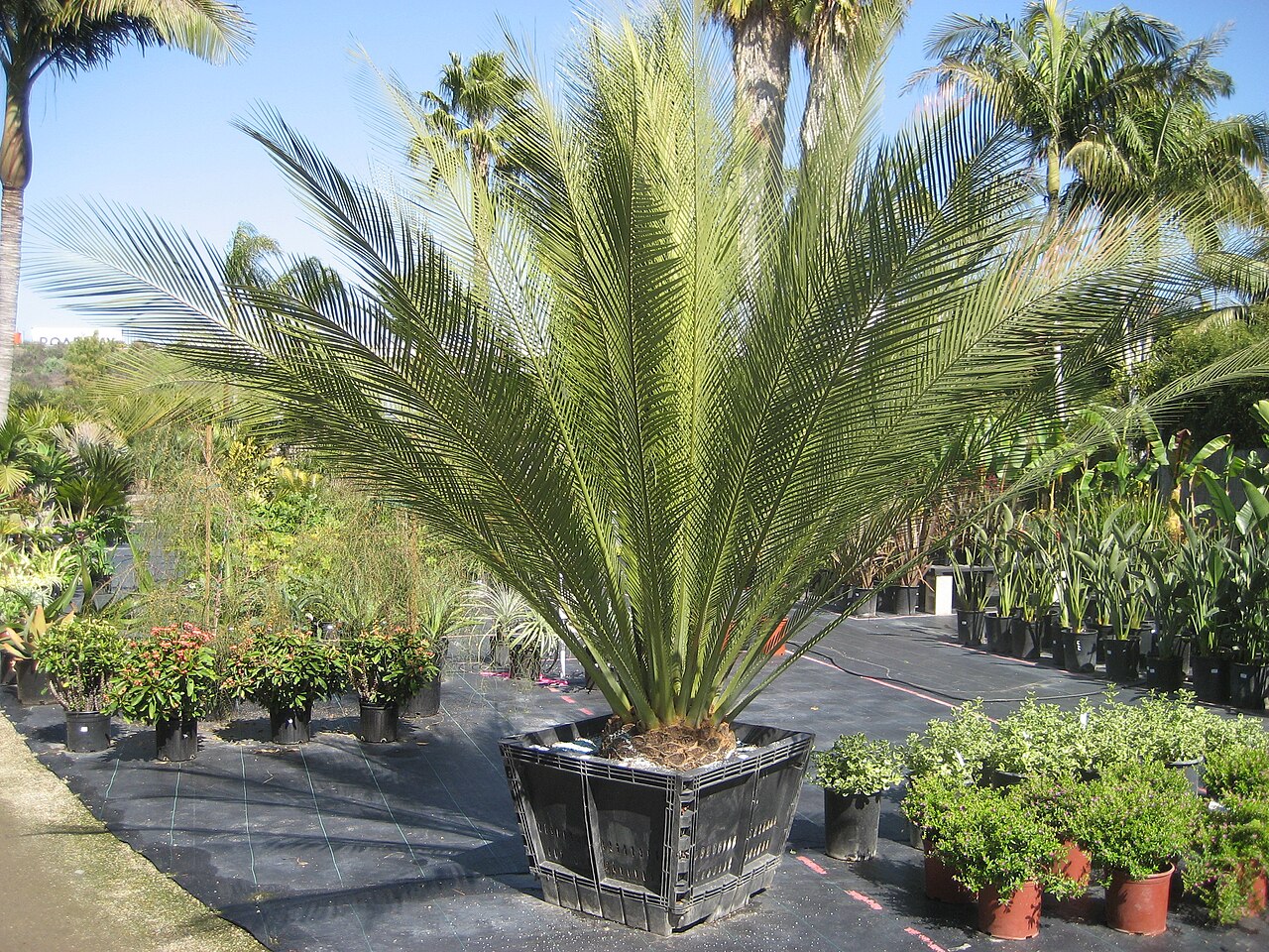 Macrozamia johnsonii: Macrozamia johnsonii, photo taken at Seaside Palm Growers Nursery, Capistrano Beach, CA
