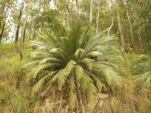 Macrozamia johnsonii (Macrozamia johnsonii)
