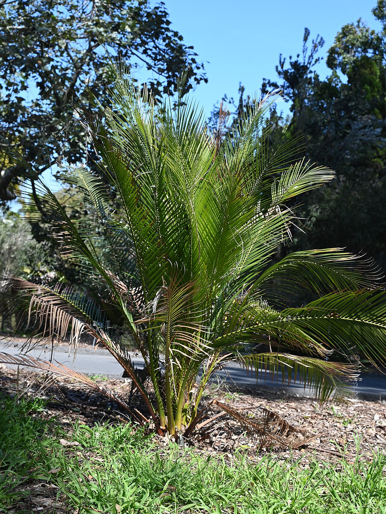 Macrozamia johnsonii: Macrozamia johnsonii in the San Diego Botanic Garden