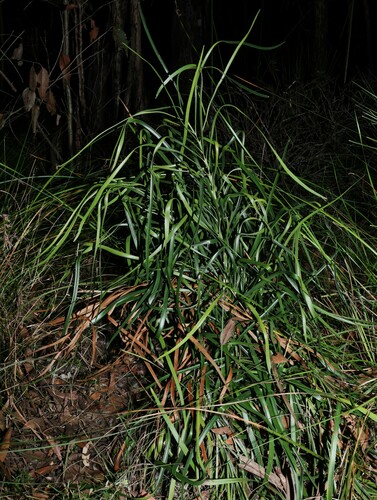 Cycad (Macrozamia lomandroides)