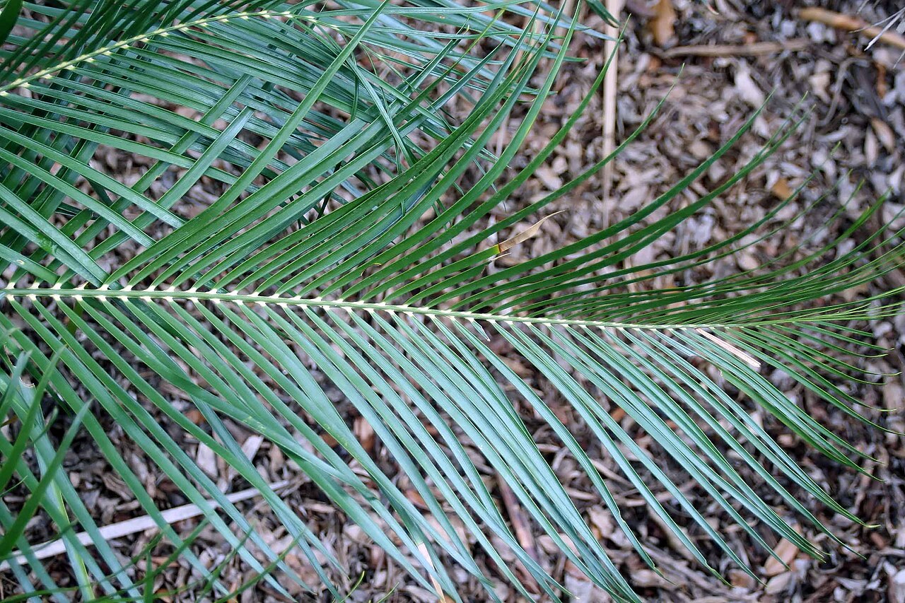 Macrozamia lucida: Location taken: Fairchild Tropical Botanic Garden, Miami, FL USA. Names: Macrozamia lucida L.A.S. Johnson, Cycad, Makrozamiia Blestishchai Classification: Plant