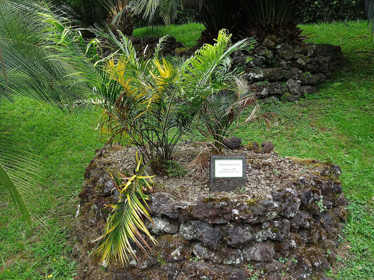 Macrozamia lucida: Macrozamia lucida, Parque Terra Nostra , Furnas , Azoren