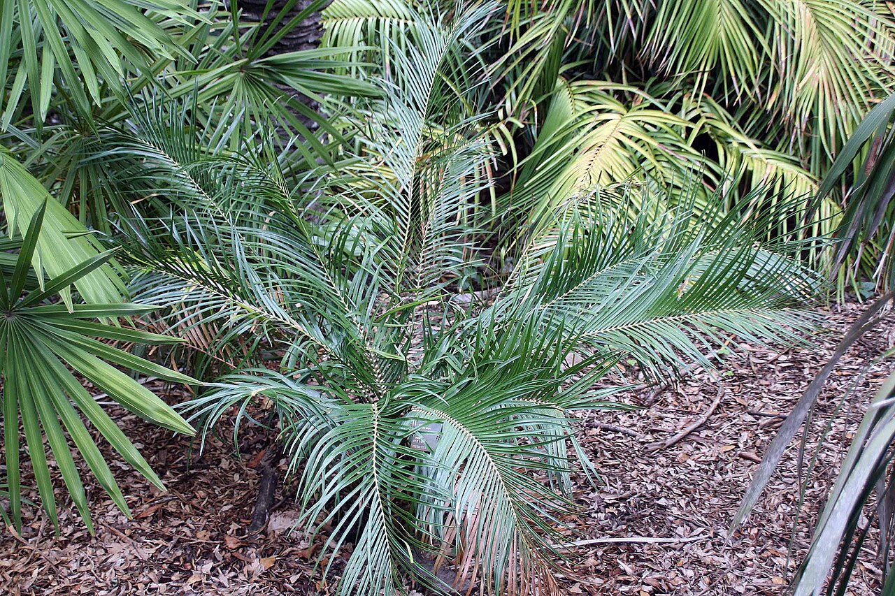 Macrozamia lucida: Location taken: Fairchild Tropical Botanic Garden, Miami, FL USA. Names: Macrozamia lucida L.A.S. Johnson, Cycad, Makrozamiia Blestishchai Classification: Plant