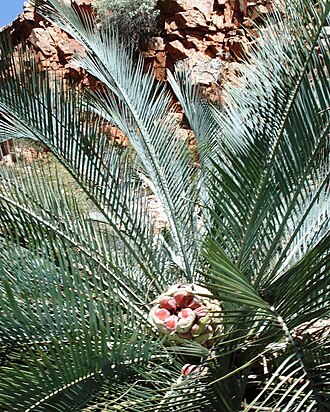 Macrozamia macdonnellii: Macrozamia macdonnellii