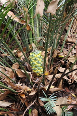 Macrozamia macleayi (Macrozamia macleayi)