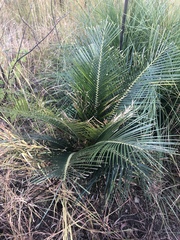 Macrozamia macleayi (Macrozamia macleayi)