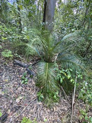 Macrozamia macleayi (Macrozamia macleayi)