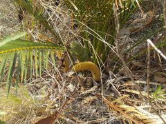 Macrozamia macleayi (Macrozamia macleayi)