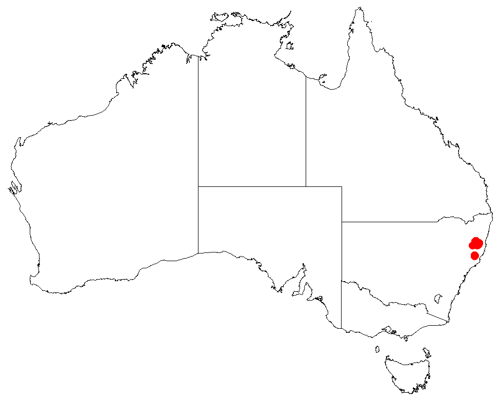 Macrozamia montana: Macrozamia montana occurrence data downloaded from Australasian Virtual Herbarium using https://doi.org/10.26197/5c23e4f3b2e43