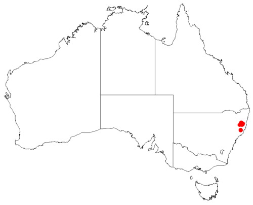 Macrozamia montana: Macrozamia montana occurrence data downloaded from Australasian Virtual Herbarium using https://doi.org/10.26197/5c23e4f3b2e43