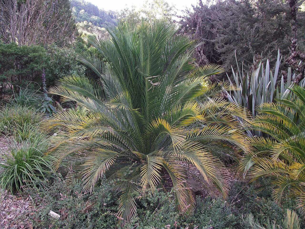 Macrozamia moorei: Macrozamia moorei at the UC Botanical Garden, Berkeley, California, USA. Identified by sign.