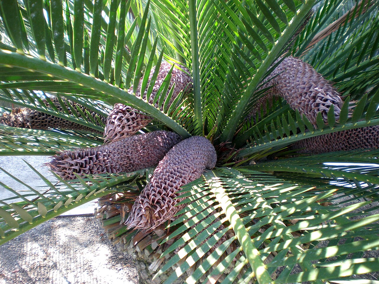 Macrozamia moorei: Jardín Botánico de Barcelona.