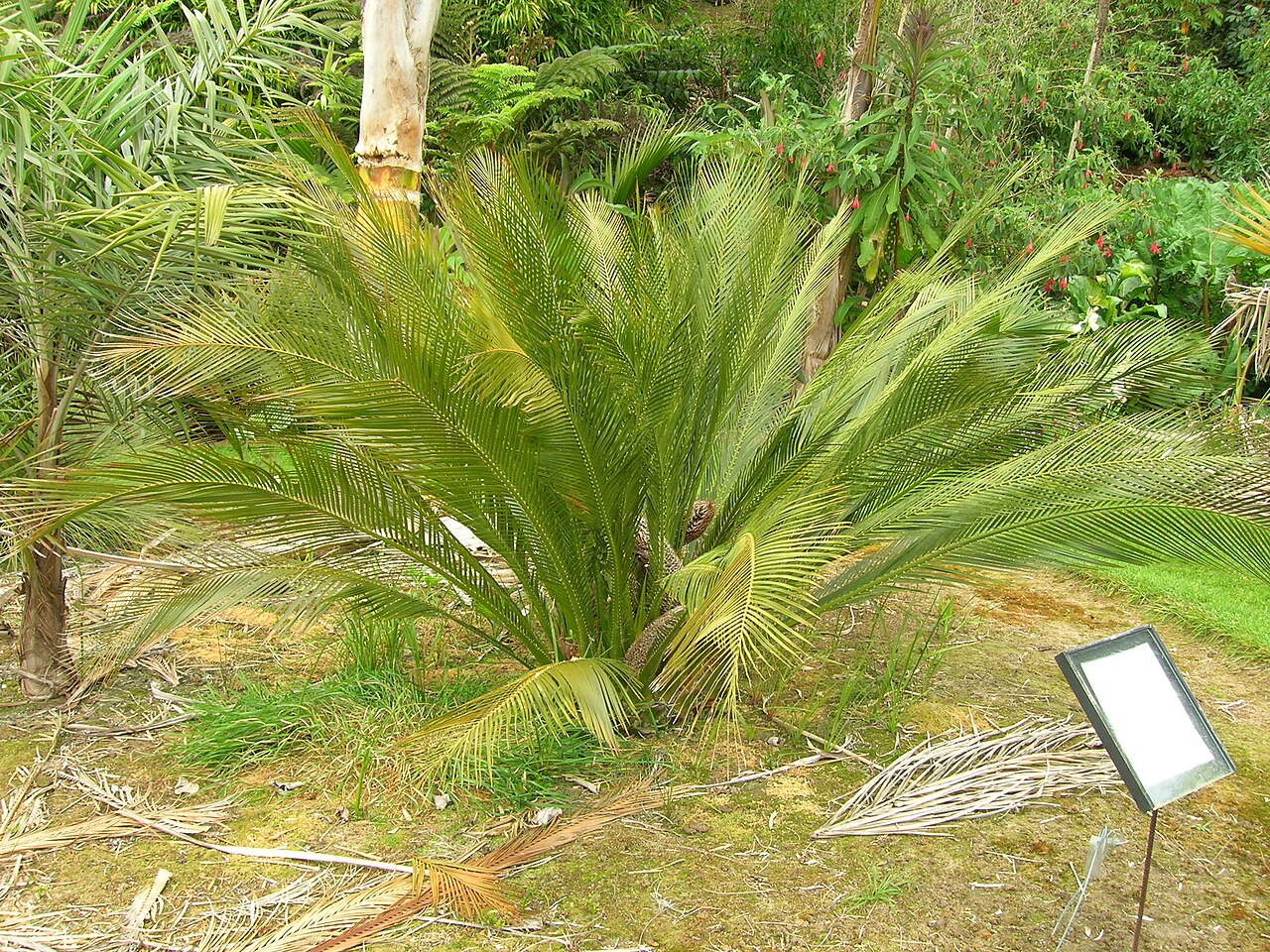 Macrozamia moorei: Macrozamia moorei Link to The Cycad Pages by Ken Hill i110405 165