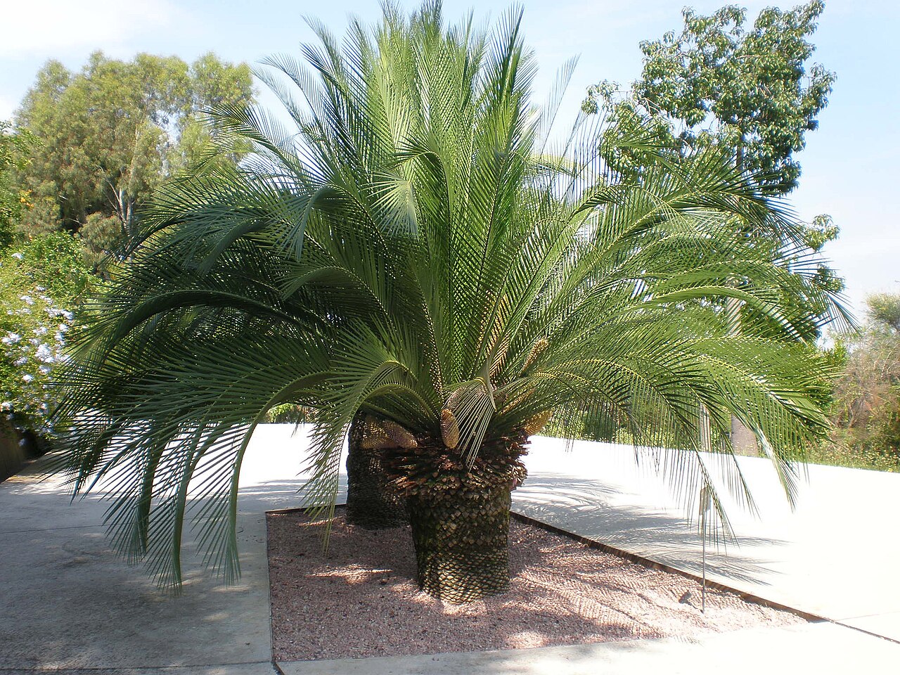 Macrozamia moorei: Jardín Botánico de Barcelona.